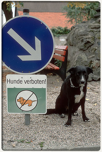 Keine Hunde